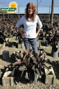 Ficus Elastica Burgundy