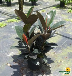 Ficus Elastica Burgundy rubber plant