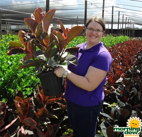 Ficus Elastica Ruby rubber plant