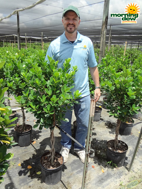 Ficus Green Island