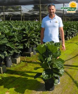 Ficus Lyrata Bush 10 in