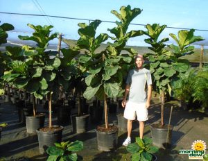 Ficus Lyrata tree fiddle leaf fig