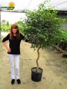 Ficus Wintergreen Corkscrew