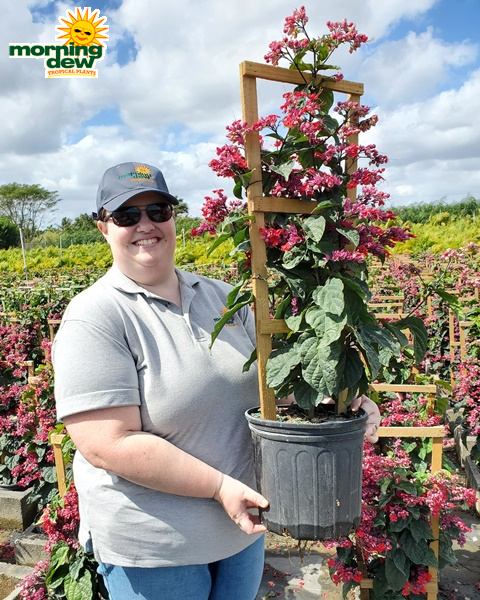 Flowering Clerodendrum Bleeding Heart 10 in