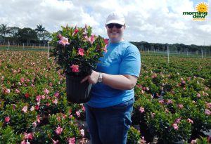 Dipladenia Bush Rio Pink