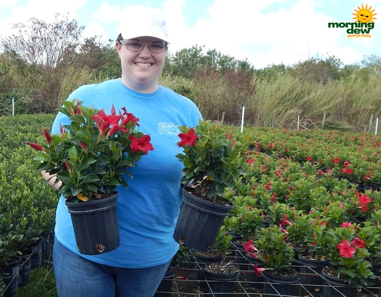 Dipladenia Bush Rio Red