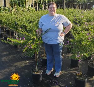 Flowering Duranta Repens Standard 10 in