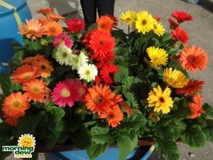 Gerbera Daisy