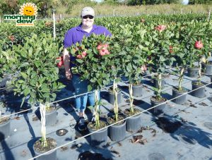 Flowering Hibiscus Braid Pink 10 in