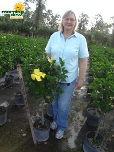 Hibiscus yellow tree