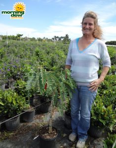 Hummingbird Tree Sesbania Grandiflora