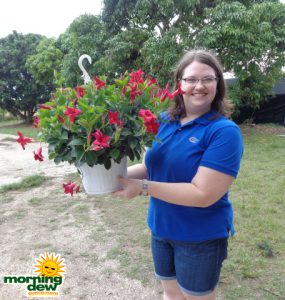 Mandevilla Hanging Basket Red Crimson