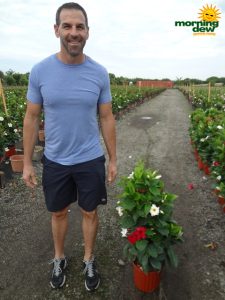 Mandevilla Multi Color