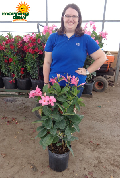 Mandevilla Pink Alice Dupont