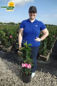 Mandevilla Pink Alice Dupont