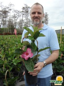 Mandevilla Pink Alice Dupont