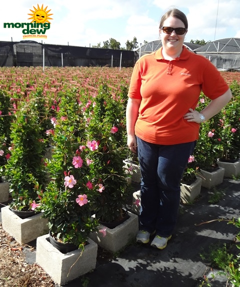 Mandevilla Pink Pretty