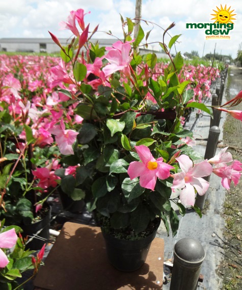 Mandevilla Pink Pretty