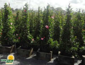 Mandevilla Pink Pretty Tripod