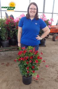 Mandevilla Red Crimson Non Vining
