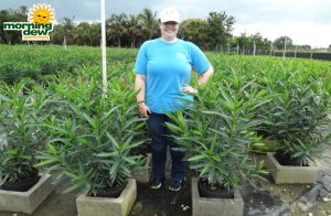 Flowering Oleander Bush Calypso