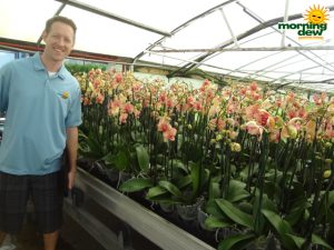 Orchid Phalaenopsis Multi Spike