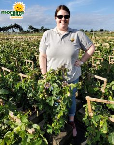 Flowering Passion Vine Blue Caerulea 10 in
