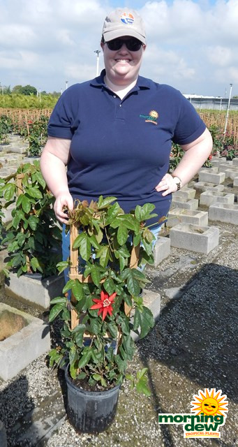 Flowering Passion Vine Red Coccinea 10 in