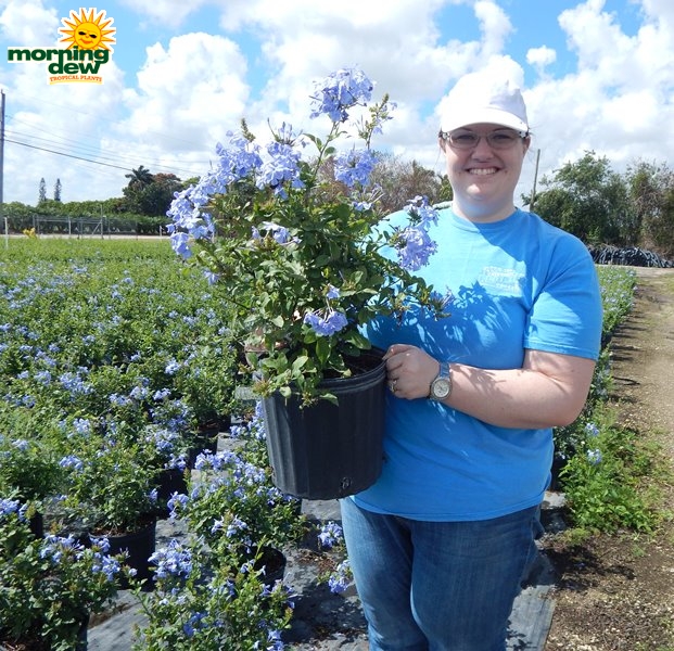 Plumbago Bush Blue