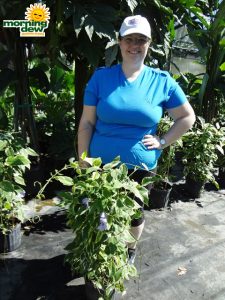 Thunbergia Grandiflora Variegated