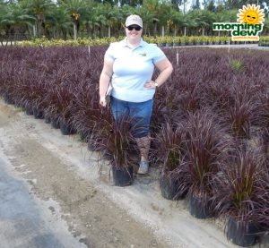 Grass Fountain Red 10 in