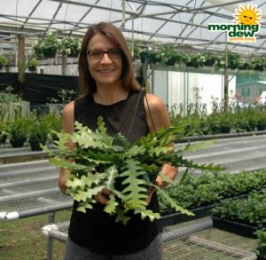 Hanging Basket Cactus Ric Rac