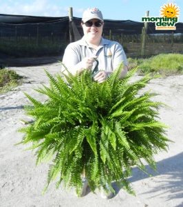 HB Fern Boston Massii 12 in