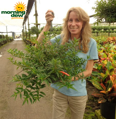 Hanging Basket Goldfish Columnea
