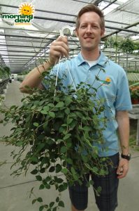 Hanging Basket Hoya Pubea