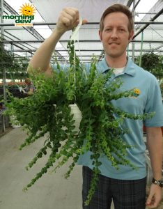 Hanging Basket Lipstick Rasta