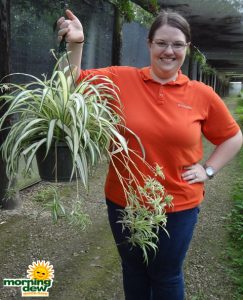 Hanging Basket Spider Plant
