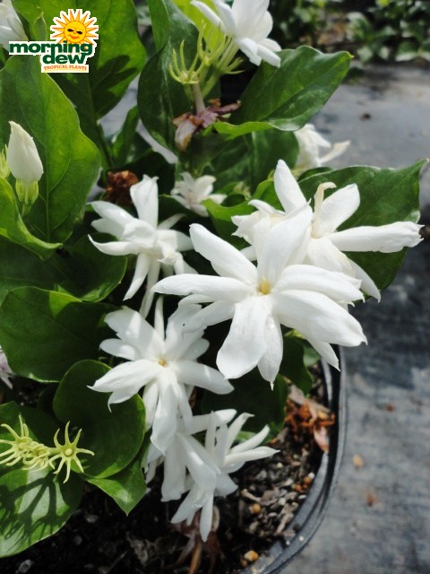 Jasmine Blooms