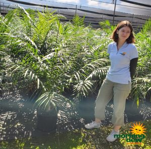 Palm Chamaedorea Hooperiana 14 in