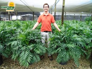 Palm Neanthe Bella parlor palm