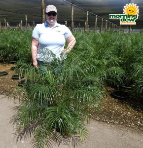 Palm Phoenix Roebelenii 10 in