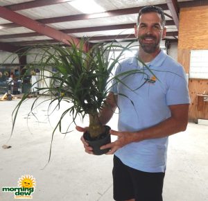 Palm Ponytail Guatemalan 6 in