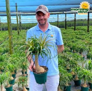 Palm Ponytail Guatemalan 8 in