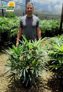 Rhapis Excelsa lady Palm