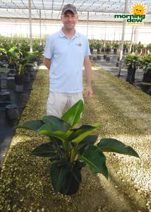 Philodendron Congo 10 in