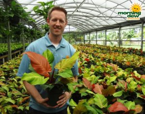 Philodendron McColley's Finale 6 in