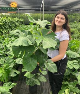 Philodendron Monstera Deliciosa 10 in