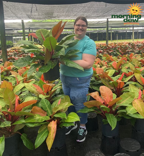 Philodendron Prince of Orange 10 in