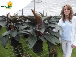 Philodendron Rojo Congo