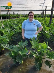 Philodendron Selloum Hope 10 in